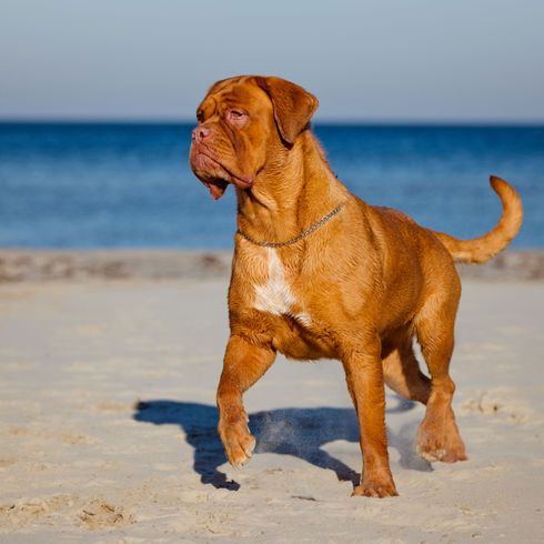 Dogo de Burdeos en la playa Perro, mamífero, vertebrado, Canidae, raza de perro, carnívoro, Dogo de Burdeos, perro guardián, Dogo de Burdeos de pie en la playa frente al mar