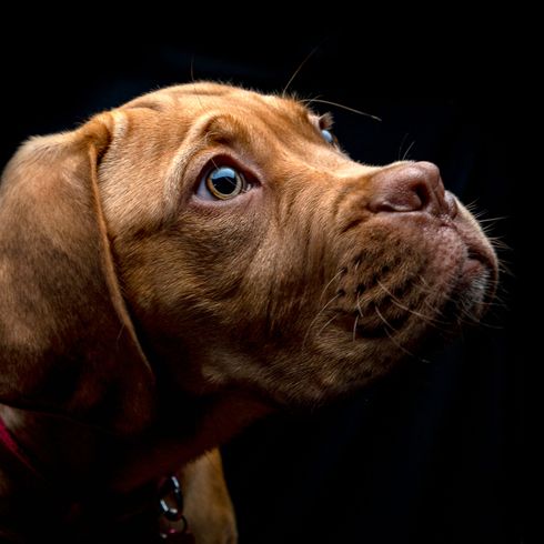 Perro, mamífero, vertebrado, raza de perro, Canidae, carnívoro, hocico, Dogo de Burdeos, Grupo deportivo, Dogo de Burdeos vista lateral sobre fondo negro