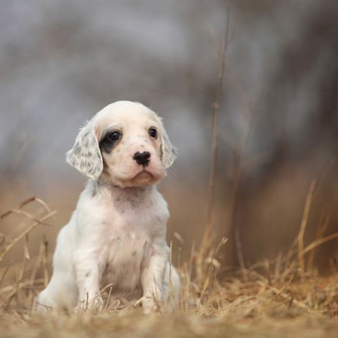 Setter inglés cachorro negro blanco