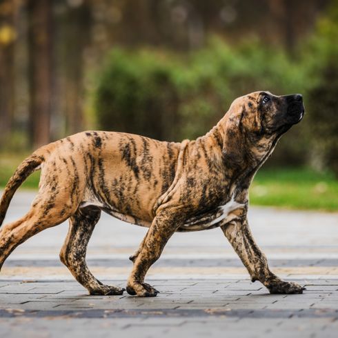 tigre Fila Brasileiro, raza de perro brasileña, raza de perro especial, coloración como un tigre en un perro, perro tigre, cachorro, perro brasileño con rayas