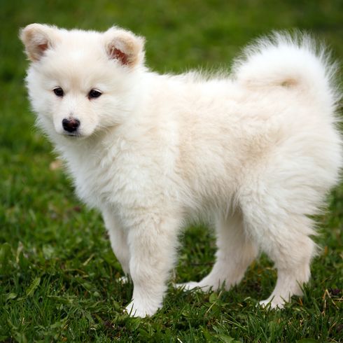 Cachorro de Lapphund finlandés blanco Lapphund finlandés blanco, cachorro, pequeño perro blanco de pelo largo