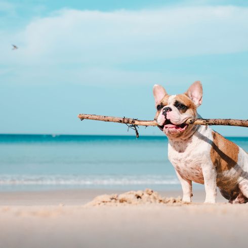 Mamífero, Canidae, perro, raza de perro, carnívoro, diversión, verano, vacaciones con perro, bulldog francés marrón blanco en la playa, cervatillo,