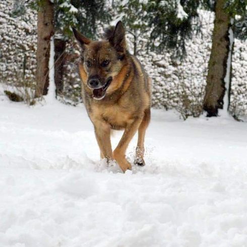 Hund,Schnee,Hunderasse,Baum,Fleischfresser,Rehkitz,Schnauze,Deutscher Schäferhund,Einfrieren,Sportliche Gruppe,