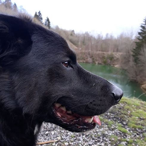 German Sheprador © Anne Steinbrück Hund,Himmel,Fleischfresser,Arbeitstier,Gras,Pflanze,Begleithund,Hunderasse,Halsband,Borador,
