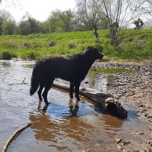 German Sheprador © Anne Steinbrück Wasser, Pflanze, Hund, Hunderasse, Arbeitstier, Fleischfresser, Baum, Wasserlauf, Ufer, See,
