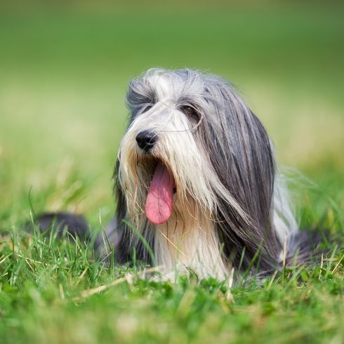 El Bearded Collie gris y blanco se tumba en el verde prado y saca la lengua