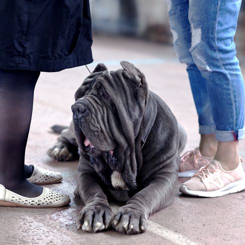 Mastín Napolitano gris acoplado Perro, Mastín Napolitano, Canidae, raza de perro, perro de compañía, bozal, zapatos, carnívoro, zapato, grupo deportivo, orejas cortadas en el perro de pelea, lista perro Mastino Napolitano, perro gris arrugado, raza de Italia