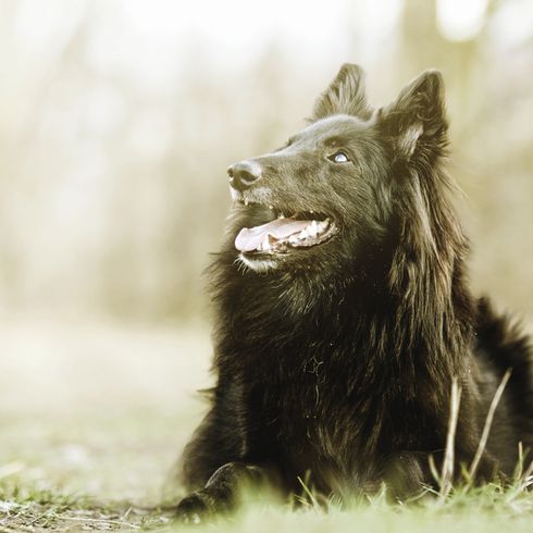 Groenendael descansa en un prado, perro pastor belga