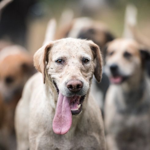 Foxhound inglés ligero, raza de perro de caza, perro de caza de Inglaterra con puntos, perro con lengua larga, jauría, jauría de perros