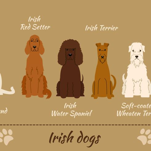Spaniel de agua irlandés, razas de perros irlandeses, información sobre todos los perros de Irlanda, perro de agua irlandés con rizos en toda la cabeza excepto en el hocico, perro grande y marrón con rizos, pelaje rizado, perro que es bueno para el trabajo de recuperación, perro guardián, perro de familia, perro de compañía, perro de caza de Irlanda, raza de perro irlandés, perro divertido