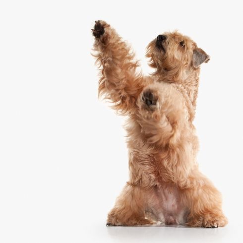 Carácter y temperamento del Irish Soft Coated Wheaten Terrier