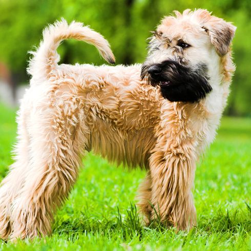 Irish Soft Coated Wheaten Terrier en un prado