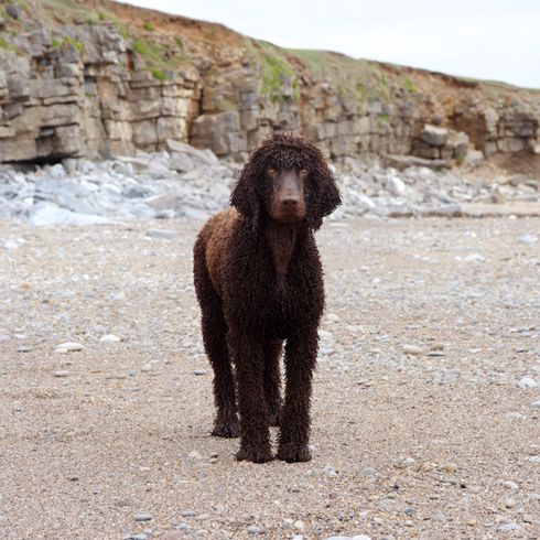 Perro de agua irlandés junto al mar, cola de rata en el perro, perro con cola de rata, cola no peluda en el perro macho, perro de agua irlandés con rizos en toda la cabeza excepto en el hocico, perro grande y marrón con rizos, pelaje rizado, perro bueno para trabajos de cobro, perro guardián, perro de familia, perro de compañía, perro de caza de Irlanda, raza de perro irlandés, perro divertido