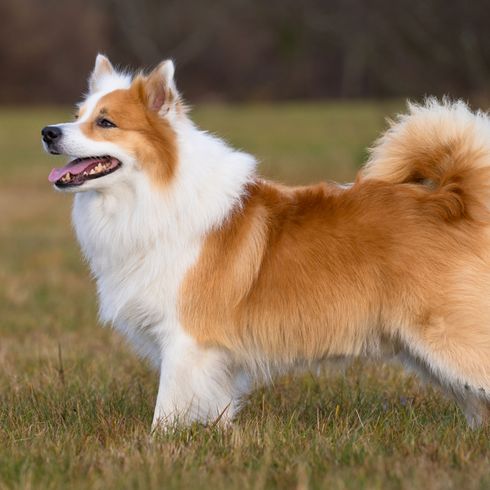 Perro, Mamífero, Vertebrado, Raza de perro, Canidae, Raza similar al Perro pastor islandés, Carnívoro, Perro de compañía, Perro similar al Spitz alemán, Razas de perro antiguas, Perro islandés rojo y blanco