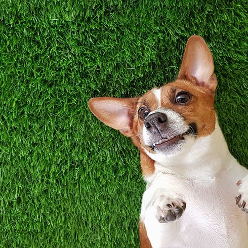 Perro, Mamífero, Vertebrado, Raza de perro, Canidae, Carnívoro, Teddy Roosevelt Terrier, Hierba, Jack Russell Terrier durmiendo y riendo