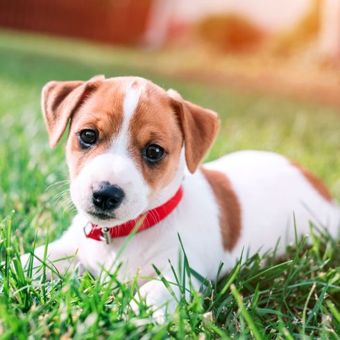 Cachorro de Jack Russell Perro, mamífero, vertebrado, raza de perro, Canidae, cachorro, Russell Terrier, carnívoro, perro de compañía, cachorro de Jack Russell Terrier tumbado en la hierba,