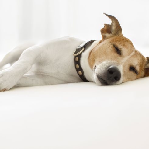 Jack Russell durmiendo Mamífero, Vertebrado, Perro, Canidae, Raza de perro, Bozal, Carnívoro, Cachorro, Perro de compañía, Pata,