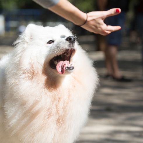 Japón spitz come Spitz de Japón en el bosque
