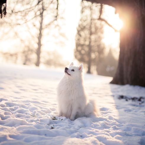 Japón Nieve en punta spitz japonés en la nieve esperando la orden, el perrito en la estancia, el perrito hace sentarse
