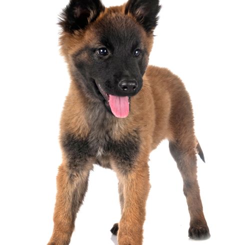 Joven Tervueren Perro, mamífero, vertebrado, raza de perro, Canidae, carnívoro, pastor belga, Tervueren, cachorro, perro policía, perro de lista, perro deportivo, perro que necesita mucho ejercicio y trabajo mental, no es un perro para principiantes, perro de pelo largo, perro grande y marrón
