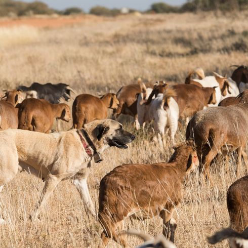 Perro pastor Karaba con cabras, raza canina muy grande de Turquía