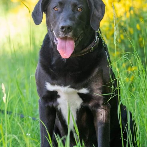 Pflanze,Hund,Hunderasse,Fleischfresser,Gras,Halsband,Begleithund,Arbeitstier,Blume,Hundehalsband,