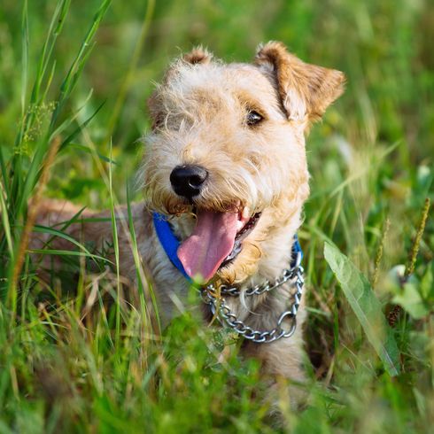 Perro Lakeland Terrier jugando en un prado