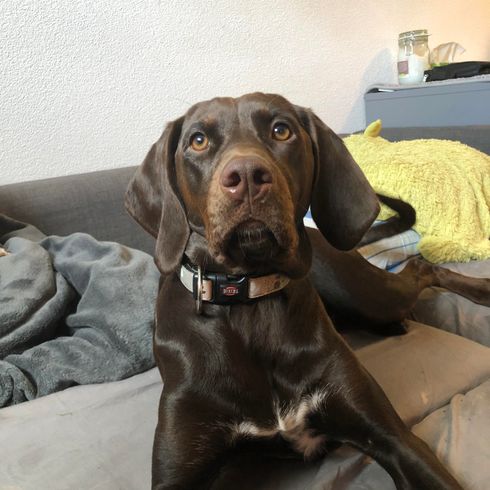 Perro, carnívoro, hígado, raza de perro, animal de trabajo, leonado, perro de compañía, collar de perro, marco de foto, bozal,