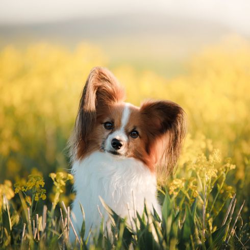 Pequeño perro de color blanco-marrón con orejas puntiagudas y pelo en las orejas similar al Kooiker, raza de perro inteligente que es muy pequeño y sirve para fines de perro de terapia, así como para el Agility