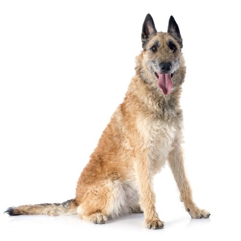 Laekenois marrón se sienta perro, mamífero, vertebrado, canidae, raza de perro, carnívoro, laekenois marrón sentado sobre fondo blanco