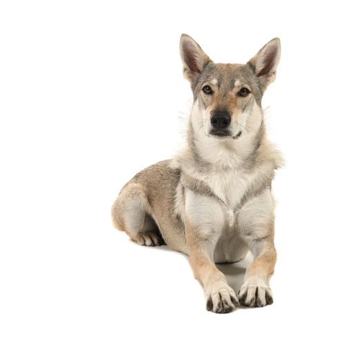 tamaskan recostado mamífero, vertebrado, perro, Canidae, raza de perro, perro lobo checoslovaco, perro lobo, carnívoro, perro del valle sueco, perro lobo de Saarloos, Tamaskan, gran perro gris similar al lobo, perro de orejas de aguja