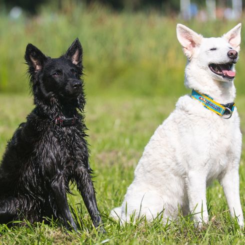 perro Mudi negro adulto, perro Mudi blanco adulto similar al pastor blanco pero más pequeño, raza de perro húngaro