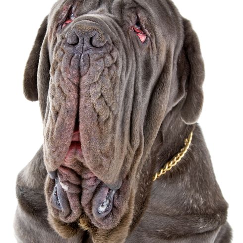 Mastín napolitano Perro, Mamífero, Vertebrado, Raza de perro, Canidae, Mastín napolitano, Carnívoro, Raza similar al Mastín coreano, Grupo deportivo, Perro feo, Perro grande gris