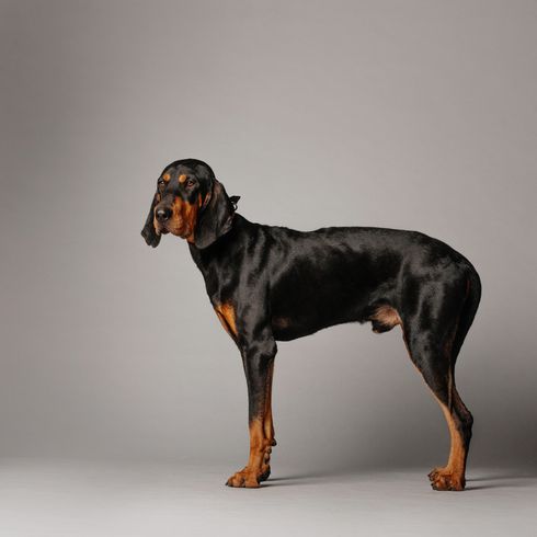 Black and Tan Coonhound de cuerpo entero, perro ansioso tira de la cola hacia dentro, tira de la cola hacia dentro, perro cazador, perro de caza, raza de perro negro y fuego de América, perro americano con orejas largas y caídas, perro similar a Bracke, raza de perro grande, perro de caza de coon