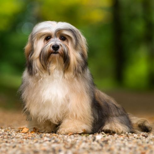 Perro, mamífero, vertebrado, raza de perro, Canidae, carnívoro, raza parecida al terrier tibetano, perro parecido al Lhasa apso, raza parecida al león, el habanero marrón negro se sienta en el bosque y tiene el pelaje largo