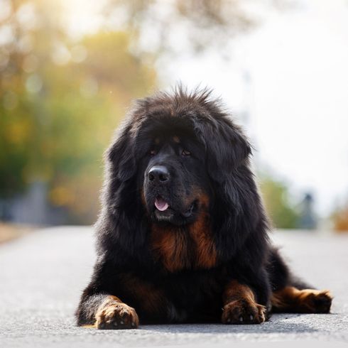 Perro, Mamífero, Vertebrado, Raza de perro, Canidae, Raza de perro gigante, Carnívoro, Terranova, Grupo deportivo, Perro de compañía, Mastín tibetano negro, Raza de perro grande con mucho pelo