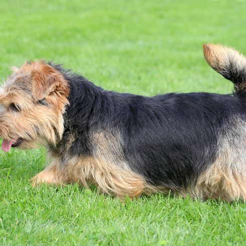 perro loh, Norfolk Terrier, perro pequeño de patas cortas, raza de perro fornido, raza de perro pequeño de pelo áspero, perro de pelo duro