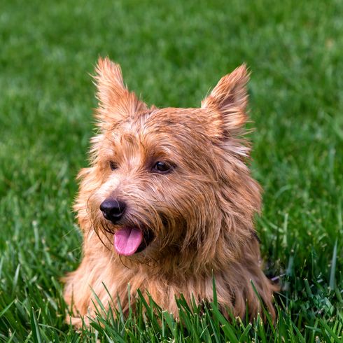 Norwich Terrier tumbado en la hierba Retrato de un perro Norwich Terrier, perro marrón con orejas puntiagudas, raza de perro pequeña, raza de perro senior, raza para familias y personas mayores