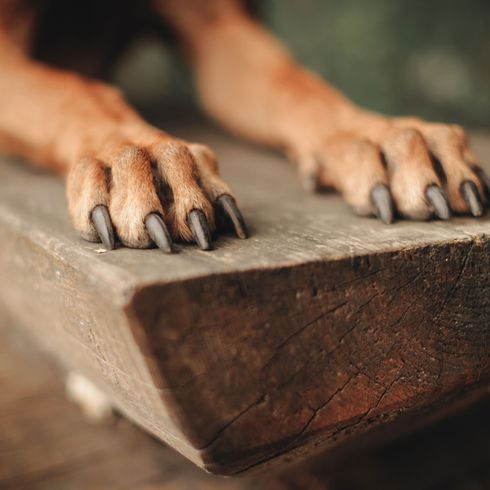 mano, madera, dedos de un perro Rhodesian Ridgeback patas, uñas largas en un Ridgeback, gran perro marrón