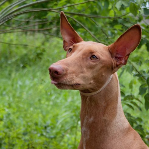 Perro kelb, perro faraón, perro marrón con orejas de gancho muy grandes, orejas de murciélago, raza de perro de tamaño pequeño a mediano.