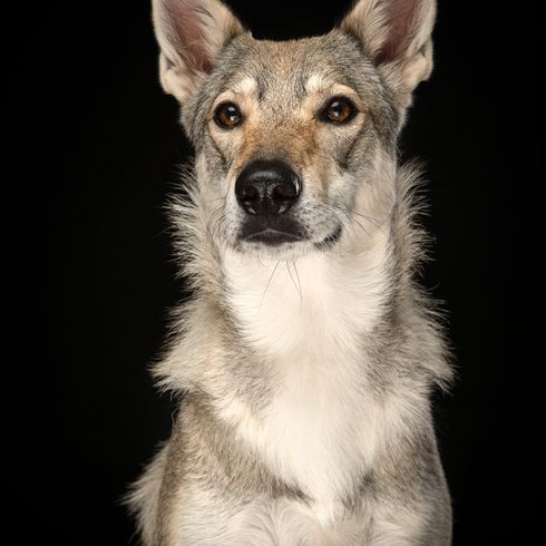 Tamaskan Husky o también llamado Tamaskan Wolfhound, perro parecido al lobo, raza canina de color gris pardo con orejas puntiagudas