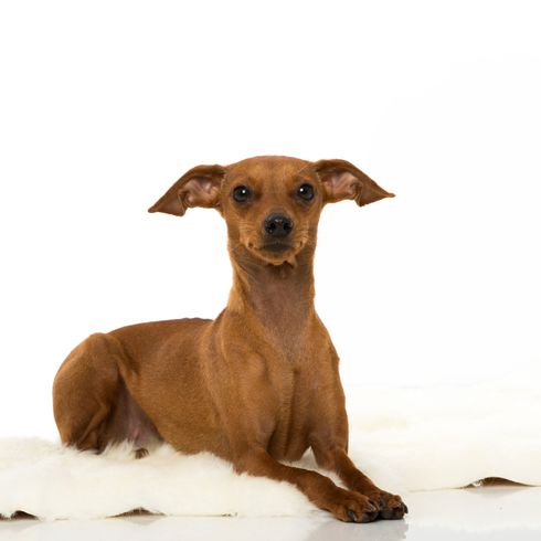 Perro, vertebrado, Canidae, raza de perro, mamífero, pequeño pinscher enano con orejas inclinadas, pequeño perro marrón de menos de 5 kg