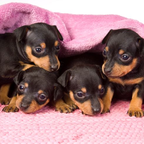 Prager Rattler cachorros marrón oscuro los perros Prager Rattler marrón oscuro WElpen yacen bajo una manta rosa