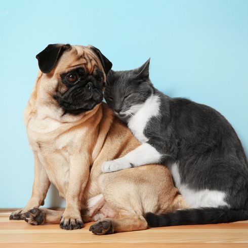 Mamífero, vertebrado, perro, Canidae, gato, carnívoro, carlino y un gato se abrazan, raza de perro, Felidae, perro de compañía, pequeño perro marrón de menos de 10kg