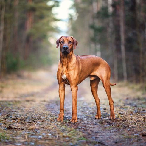 Perro, mamífero, vertebrado, Canidae, raza de perro, Rhodesian Ridgeback macho, carnívoro, perro grande de color marrón con orejas caídas, perro catalogado en Suiza