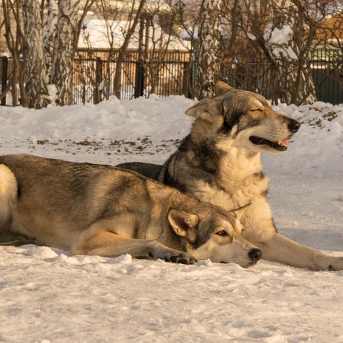 Saarlooswolf perra, perras en la nieve, wolfhound de Holanda hembra