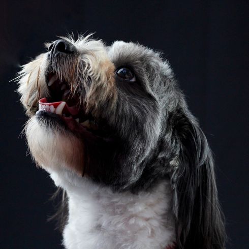 vertebrado, perro, mamífero, raza de perro, Canidae, Shih Tzu, recién esquilado, pequeño perro blanco de pelo largo que acaba de llegar de la peluquería