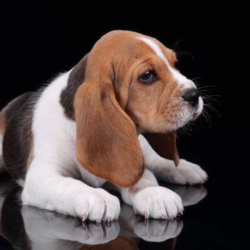 perro, mamífero, vertebrado, raza de perro, cánido, carnívoro, beagle, cachorro, beagle tumbado con manchas sobre fondo negro