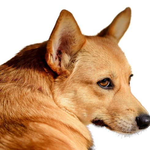 Cabeza de Spitz finlandés, perro con orejas paradas, raza de perro rojo, perro similar al Spitz alemán, Karelo-Finnish Laika, Suomenpystykorva