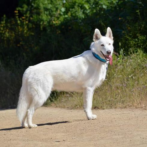 Pflanze,Hund,Halsband,Fleischfresser,Kitz,Hundezubehör,Begleithund,Hunderasse,Gras,Terrier,